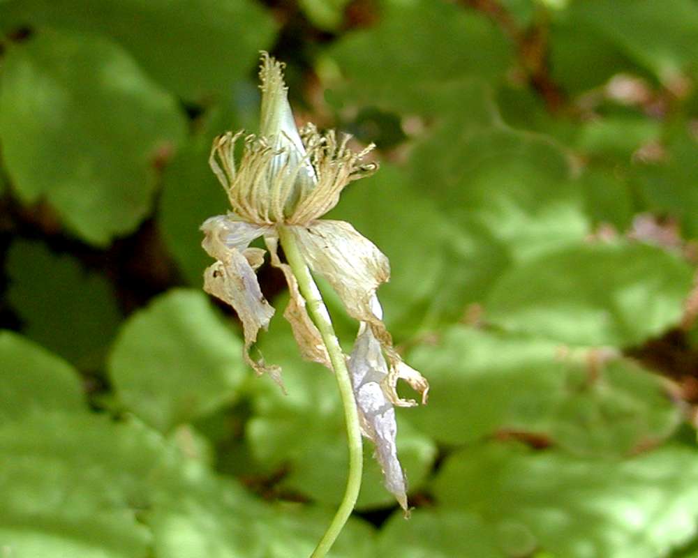 Seed Head<br>(Location of Picture: Granite Mountain, Washington, USA)