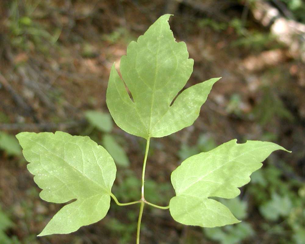 Leaves<br>(Location of Picture: Granite Mountain, Washington, USA)