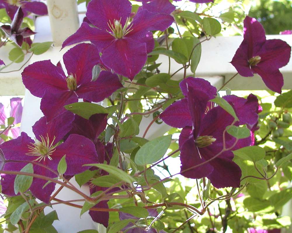 Flowers and Leaves<br>(Location of Picture: Garden, Pateros, Washington, USA)