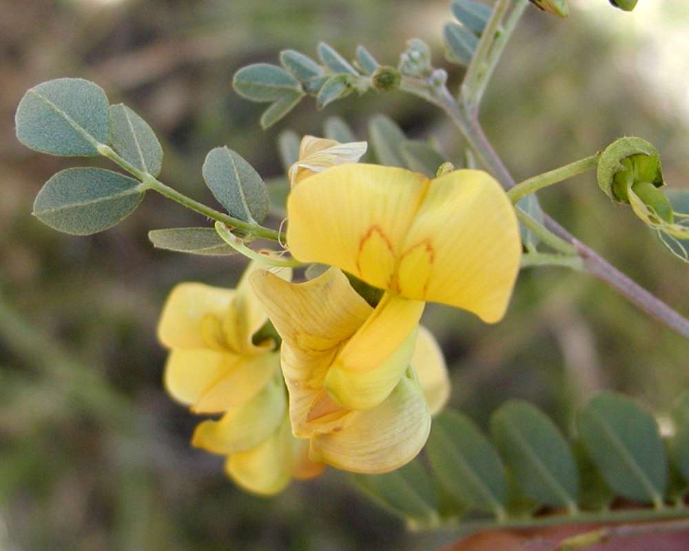 Leaf and Flower<br>(Location of Picture: Sinlahekin, Washington, USA, 2005)