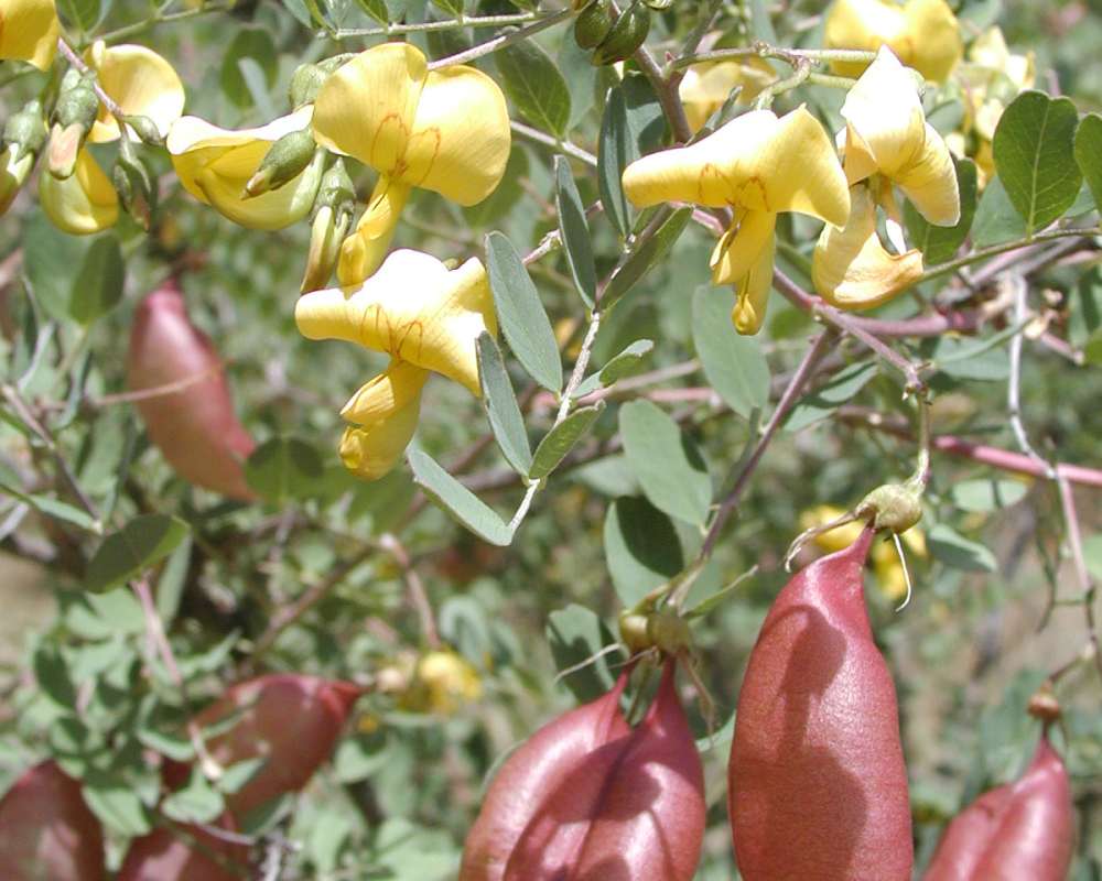 Flower - Close View<br>(Location of Picture: Sinlahekin, Washington, USA, 2005)