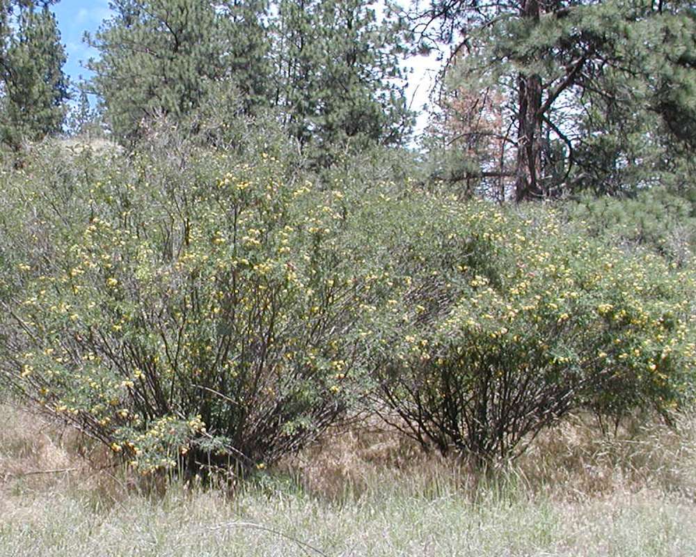 Habitat<br>(Location of Picture: Sinlahekin, Washington, USA, 2005)