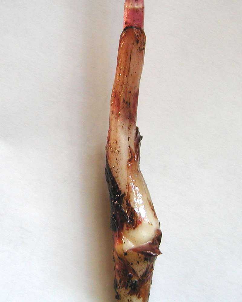 Root<br>(Location of Picture: Mt Spokane, Washington, USA, 2005)