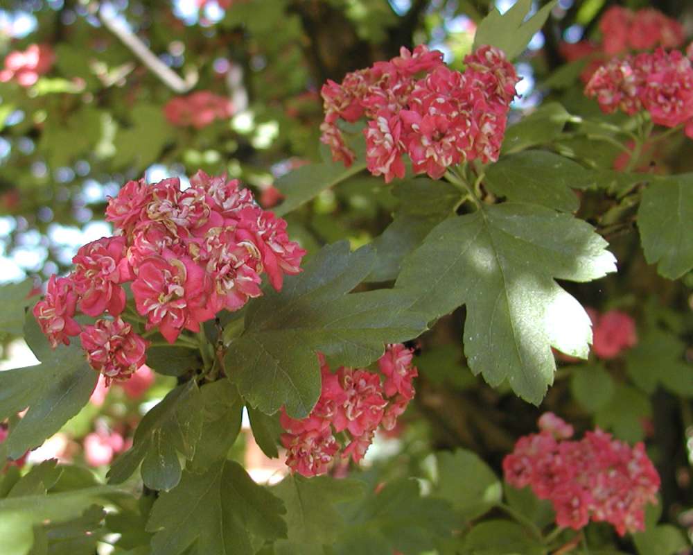 Flowers and Leaves<br>(Location of Picture: Garden, Pateros, Washington, USA)