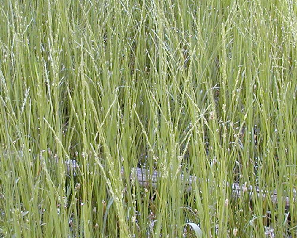 Habitat<br>(Location of Picture: Conconully, Washington, USA, 2005)