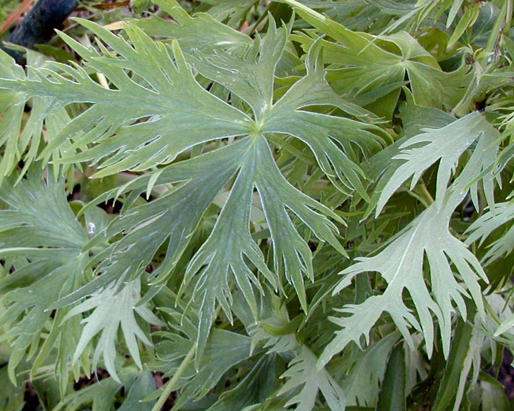 Leaf<br>(Location of Picture: Garden, Okanogan, Wa, USA, 2005)