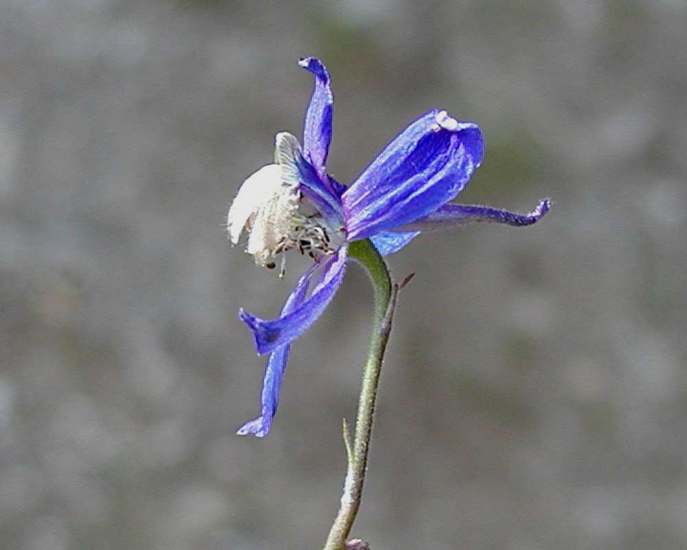 Flower - Side View<br>(Location of Picture: Mt Spokane, Washington, USA, 2005)