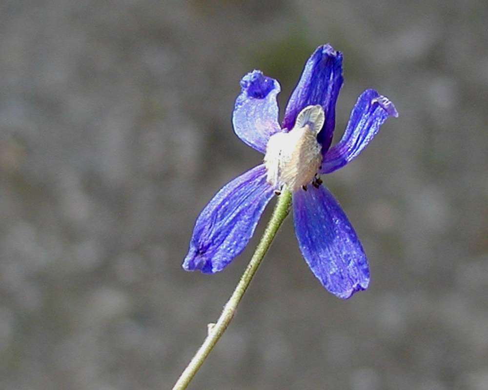 Flower - Front View<br>(Location of Picture: Mt Spokane, Washington, USA, 2005)