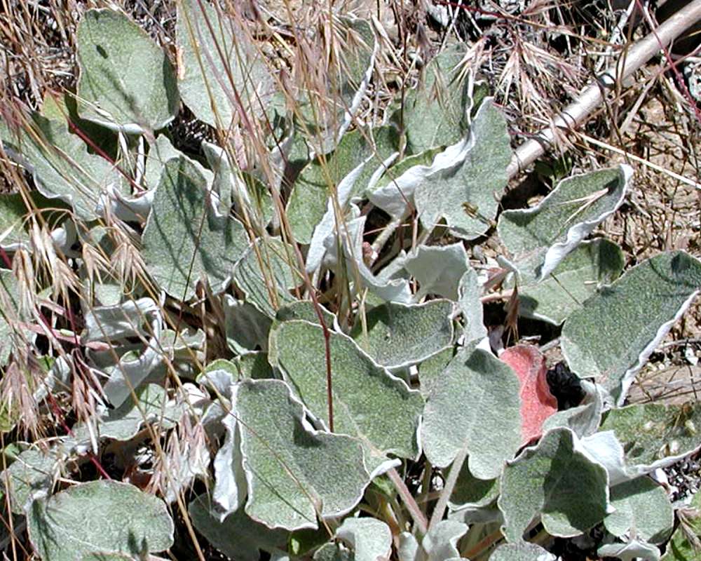 Leaves<br>(Location of Picture: Okanogan, Washington, USA, 2005)
