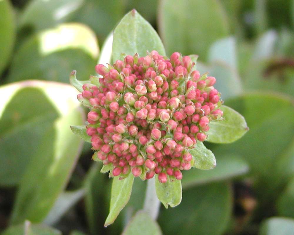 Flower Head<br>(Location of Picture: Washington, USA)