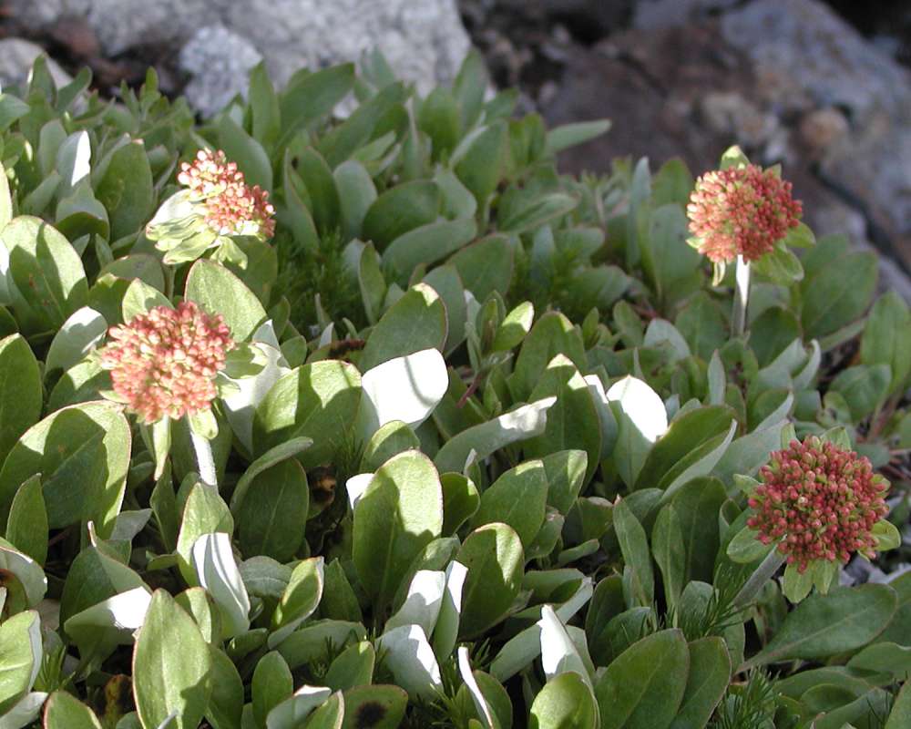 Habitat<br>(Location of Picture: Washington, USA)