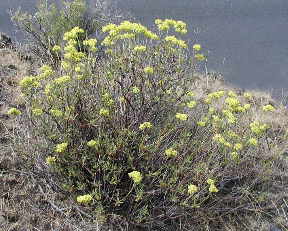 Habitat<br>(Location of Picture: Yakima, Washington, USA, 2005)
