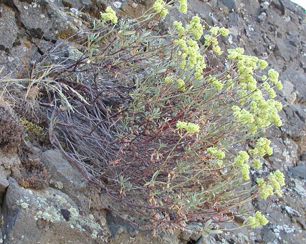 Habitat<br>(Location of Picture: Yakima, Washington, USA, 2005)
