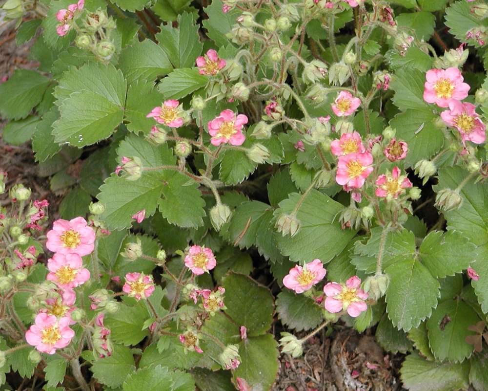 Ground Cover<br>(Location of Picture: Garden, Okanogan, Wa, USA, 2005)