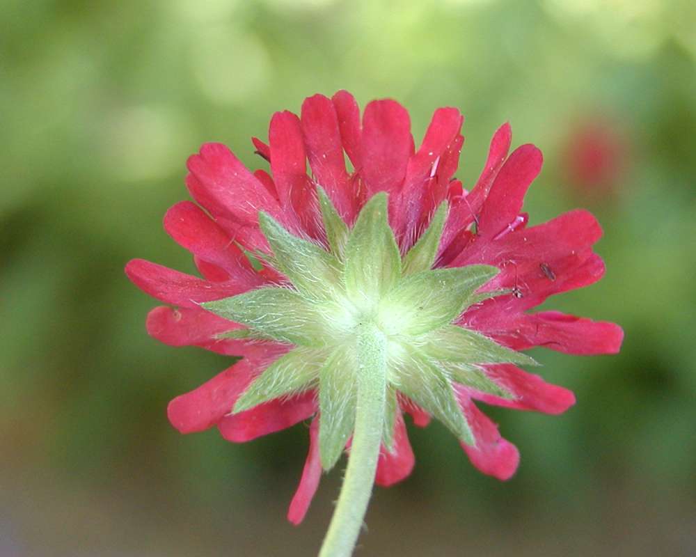 Flower - Rear View