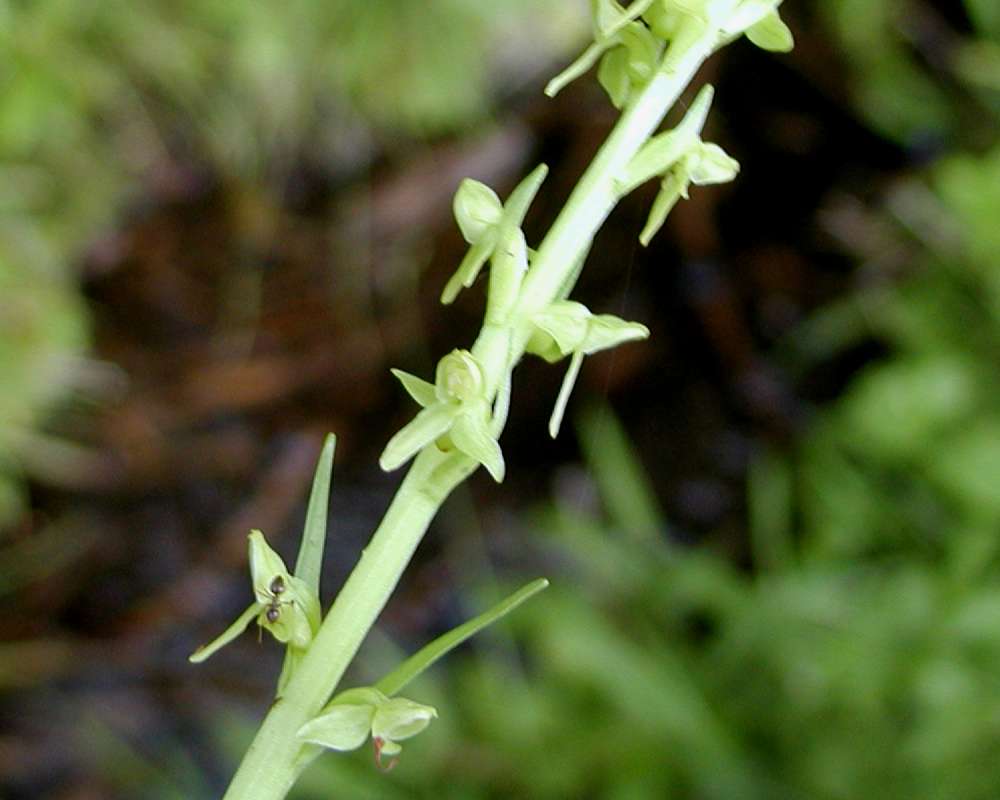 Flower<br>(Location of Picture: Toats Coulee, Washington, USA, 2005)