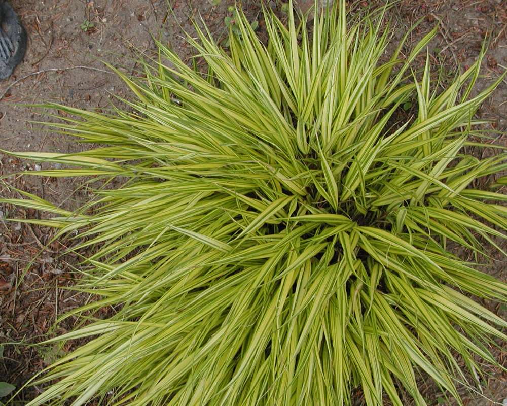 Garden View<br>(Location of Picture: Garden, Okanogan, Washington, USA)