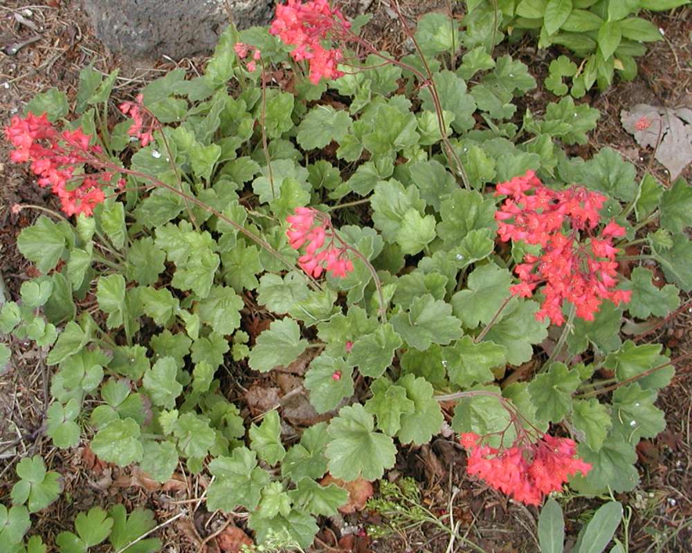 Garden View<br>(Location of Picture: Garden, Okanogan, Washington, USA)