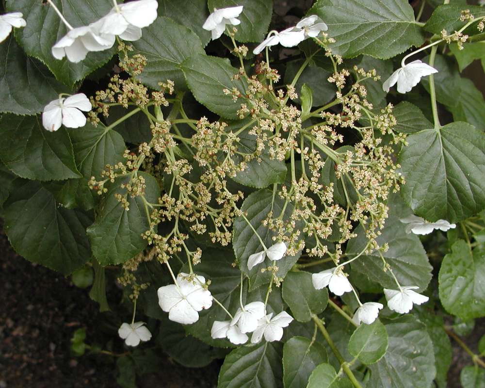 Flowers and Leaves<br>(Location of Picture: Garden, Okanogan, Washington, USA)