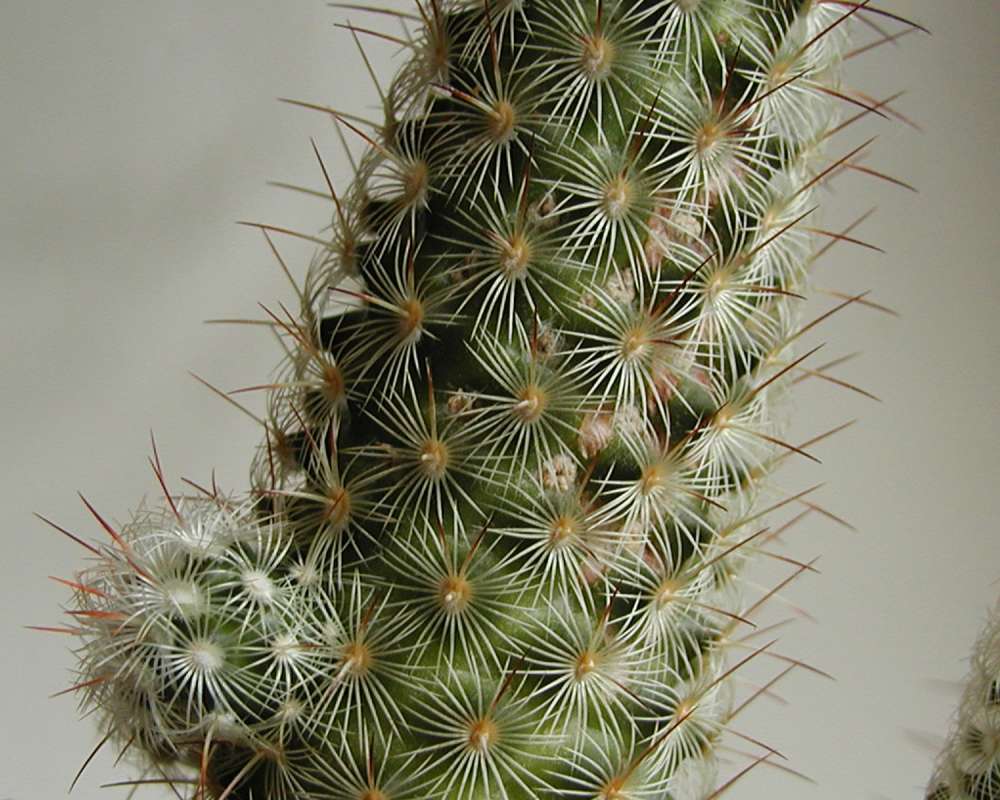 Spines<br>(Location of Picture: Garden, Okanogan, Washington, USA)
