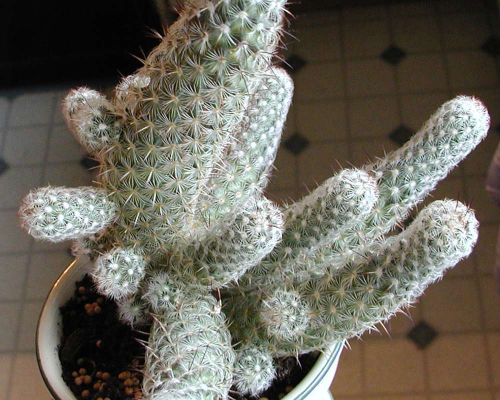 Potted Plant<br>(Location of Picture: Garden, Okanogan, Washington, USA)