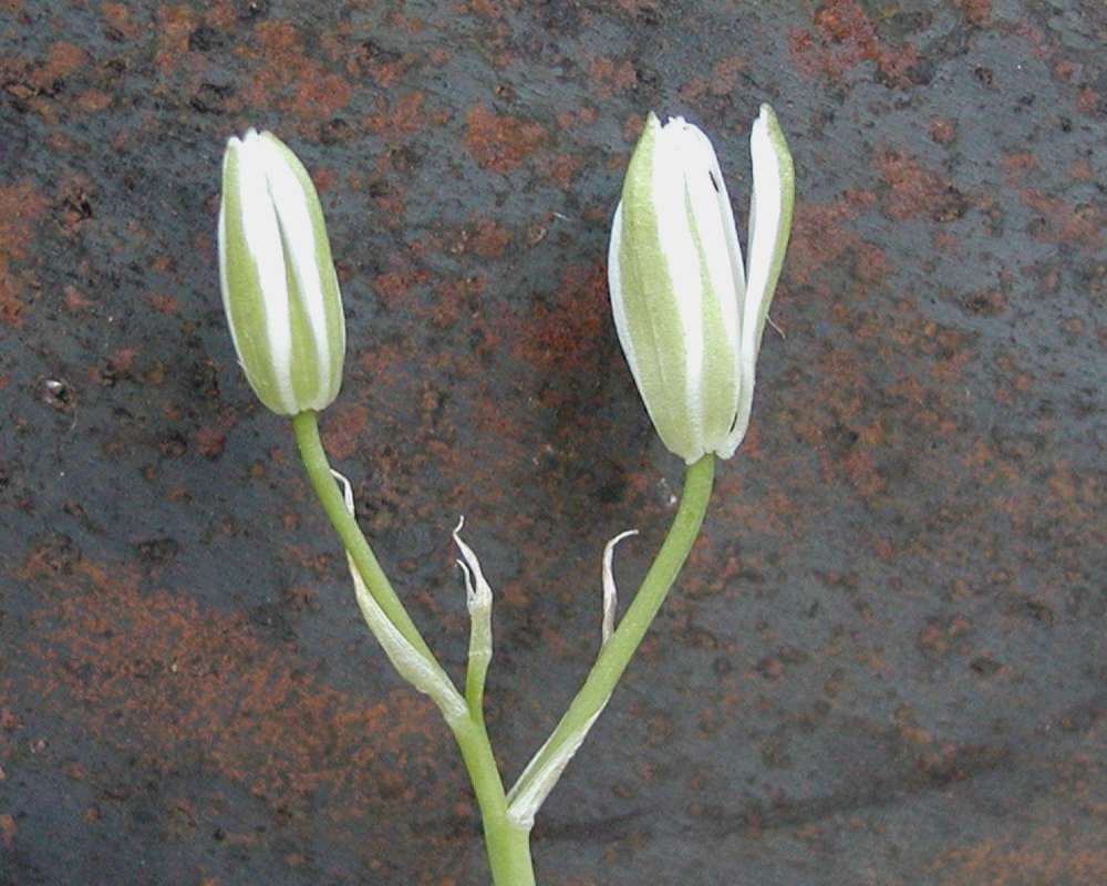 Bud<br>(Location of Picture: Neville Ridge, Washington, USA, '05)