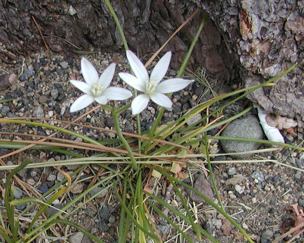 Habitat View<br>(Location of Picture: Neville Ridge, Washington, USA, '05)