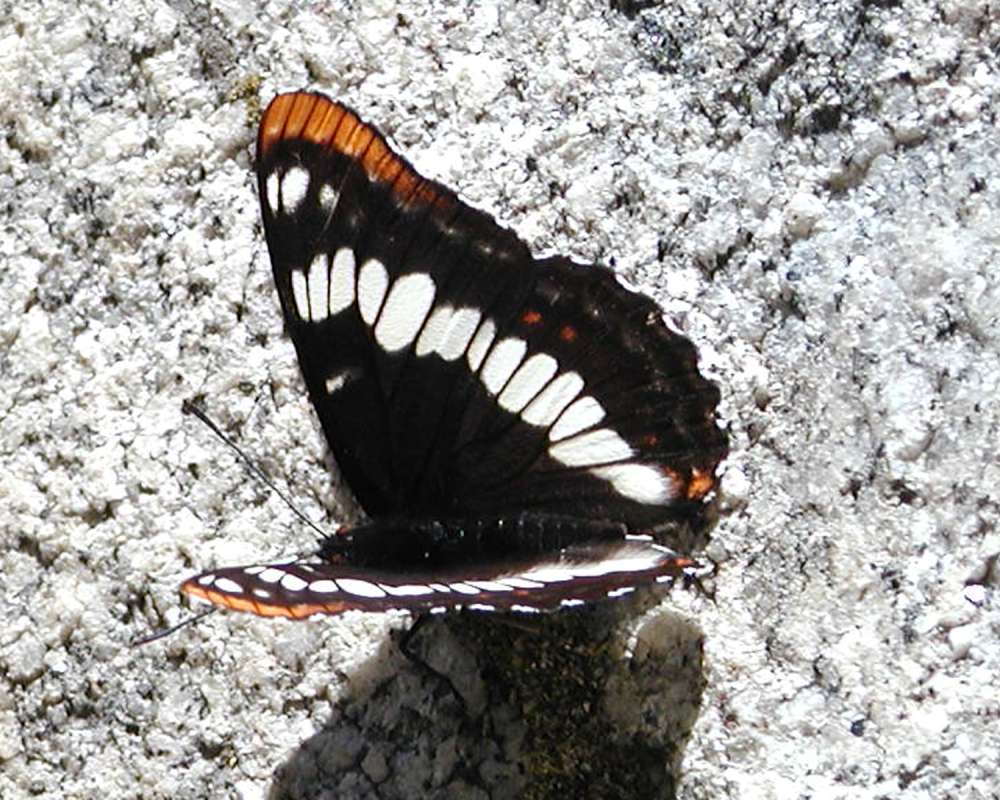 Top View<br>(Location of Picture: Okanogan, Washington, USA, 2005)