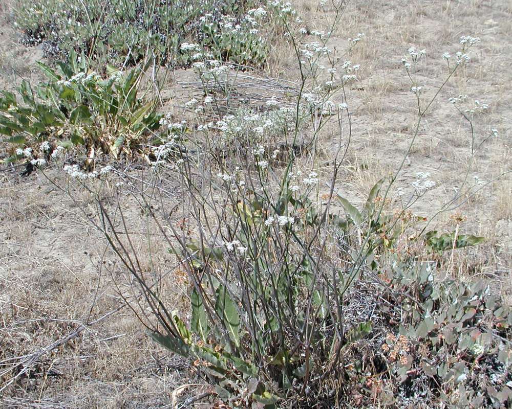Habitat<br>(Location of Picture: Yakima, Washington, USA, 2005)