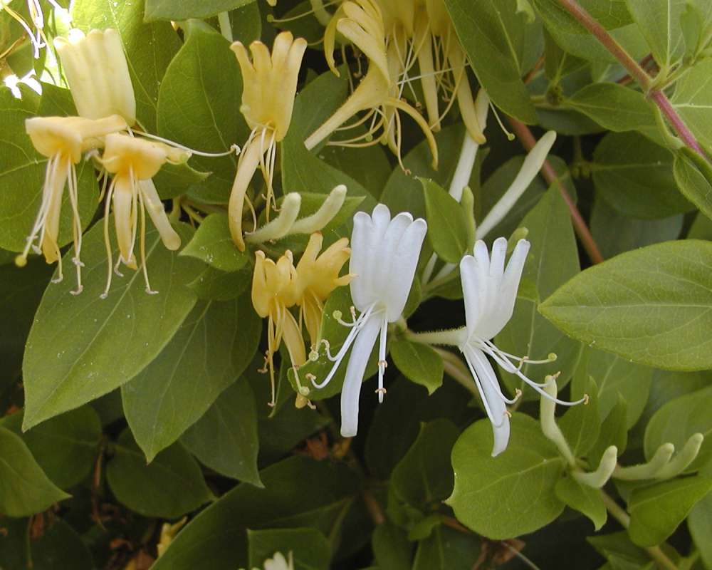 Flowers<br>(Location of Picture: Garden, Okanogan, Washington, USA)