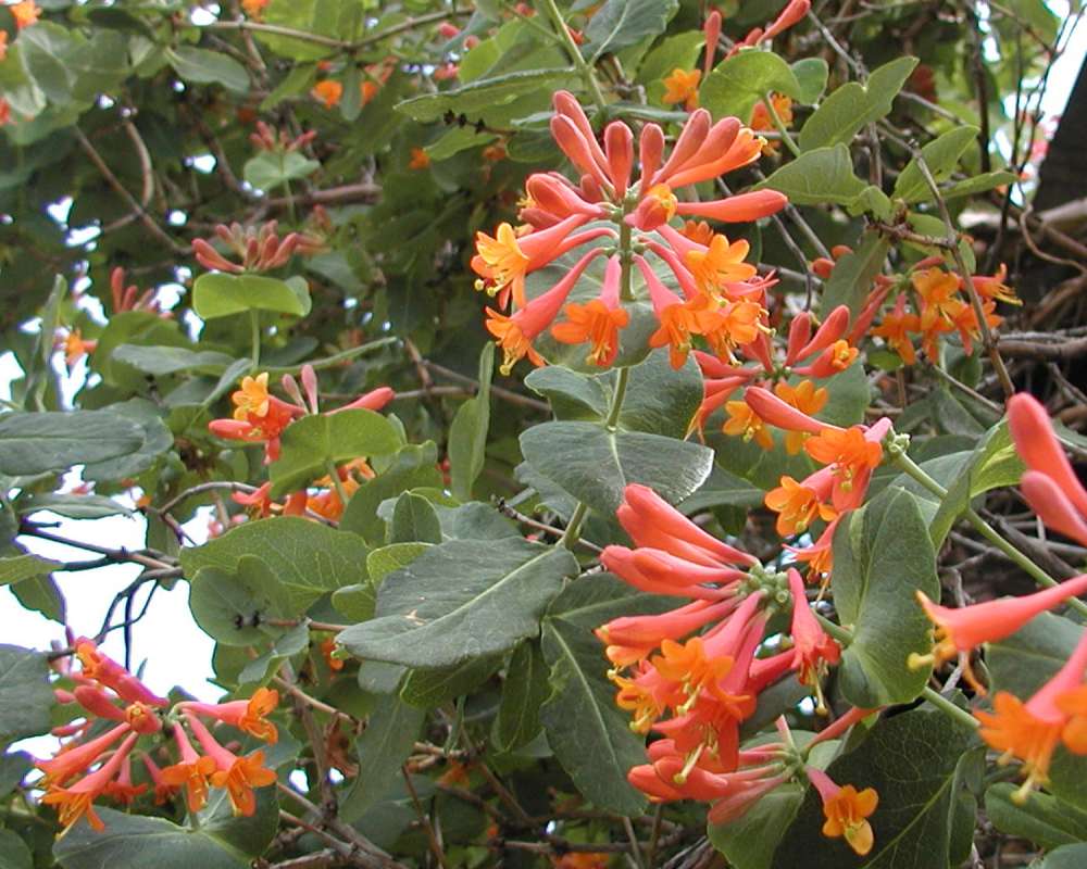 Leaves<br>(Location of Picture: Garden, Okanogan, Washington, USA)