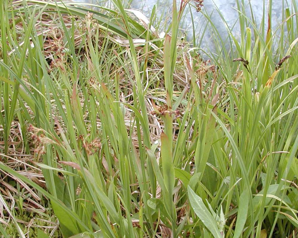 Habitat View<br>(Location of Picture: Toats Coulee, Washington, USA)