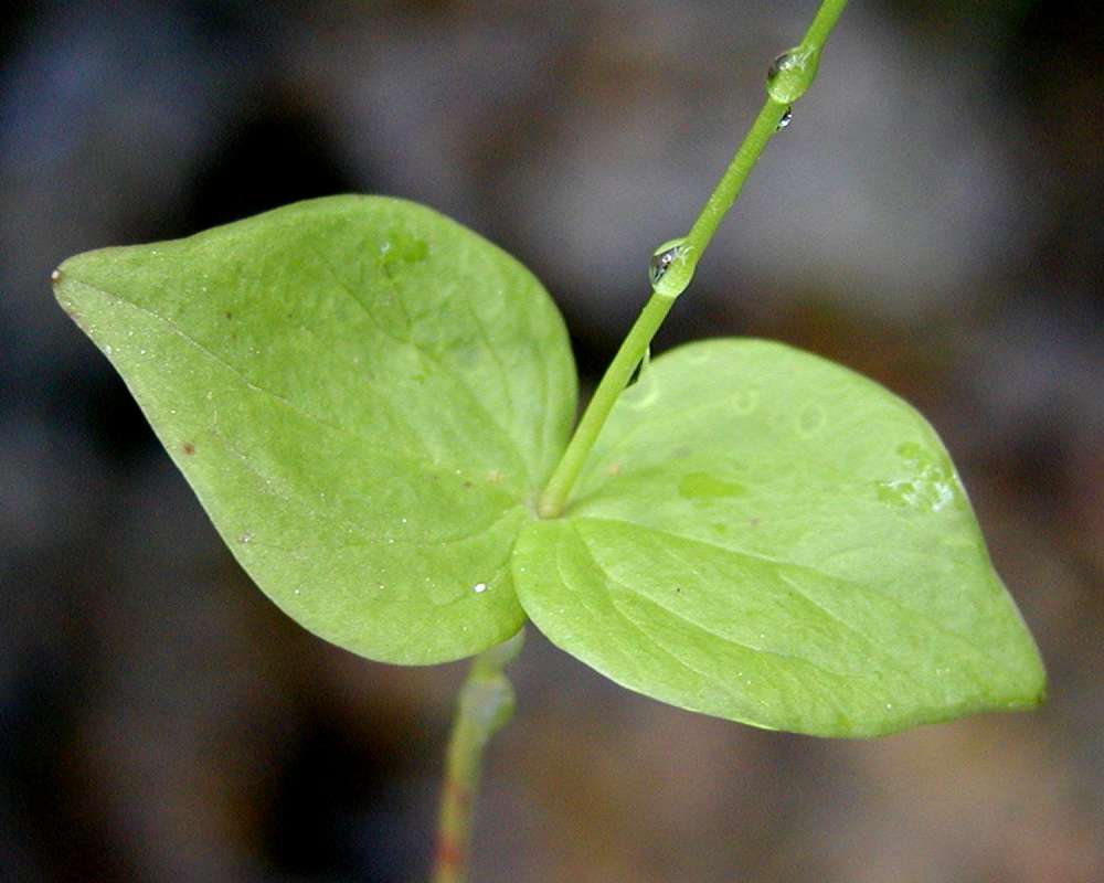 Paired Leaves<br>(Location of Picture: Mt Spoikane, Washington, USA, 2005)