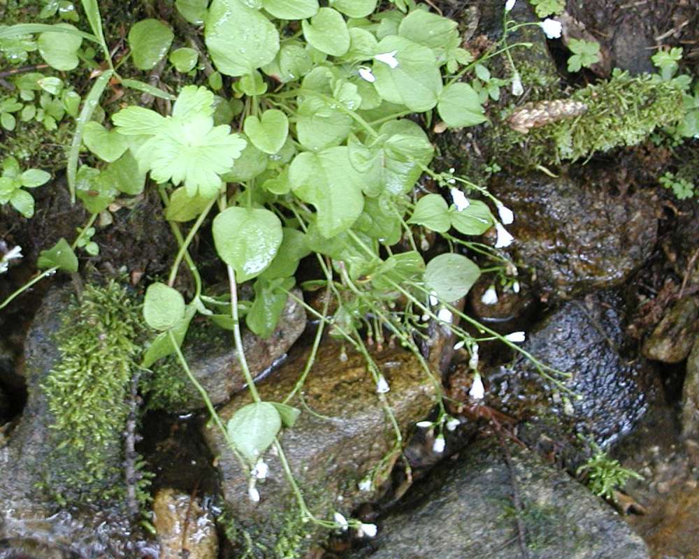 Habitat<br>(Location of Picture: Mt Spoikane, Washington, USA, 2005)