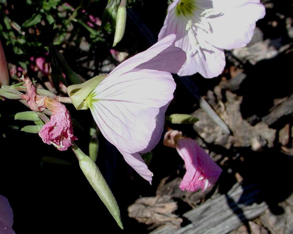Flower - Side View<br>(Location of Picture: Garden, Okanogan, Washington, USA)