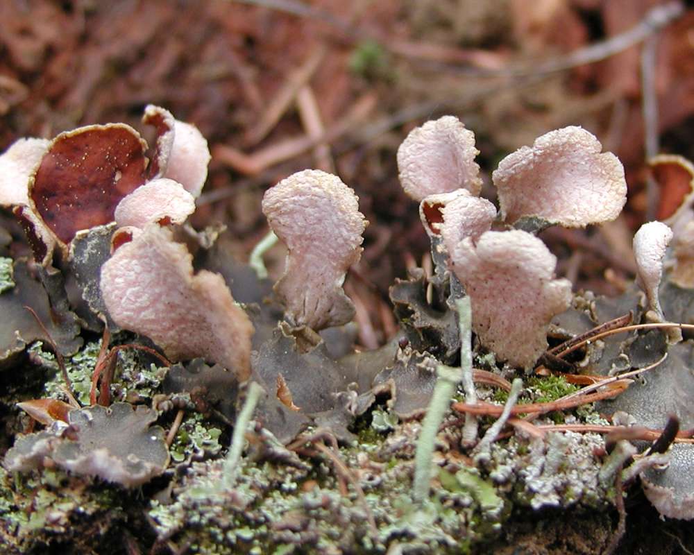 Fruiting Body - Rear View<br>(Location of Picture: Conconully, Washington, USA, 2005)
