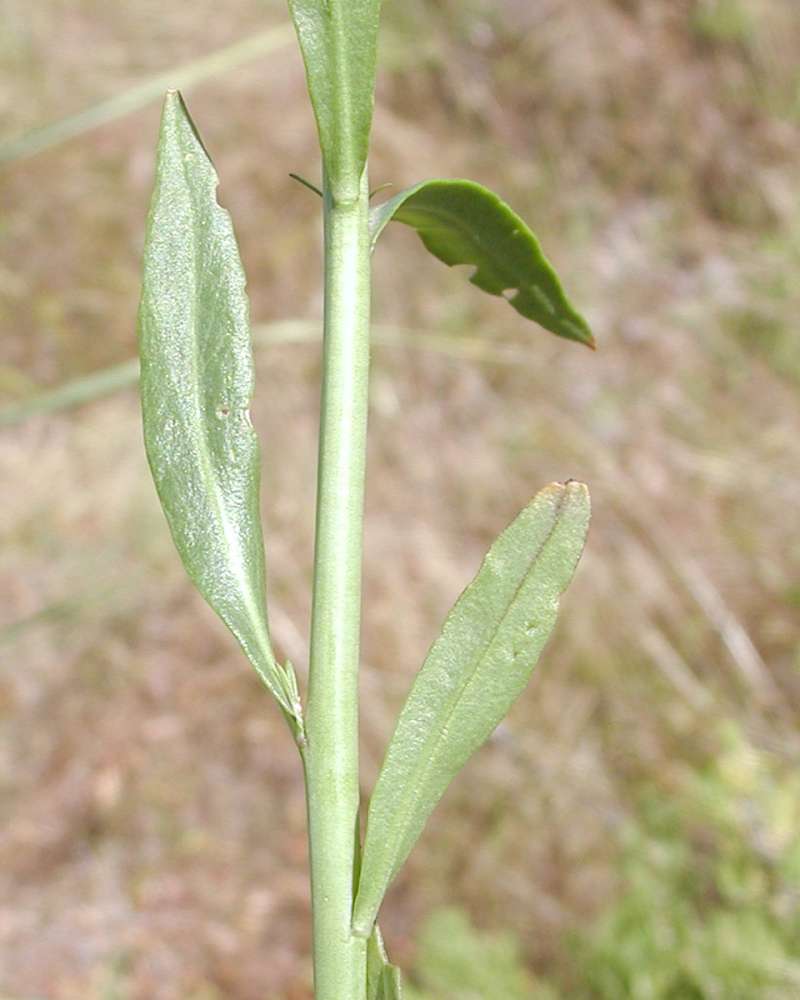 Leaf<br>(Location of Picture: Garden, Yakima, Washington, USA)