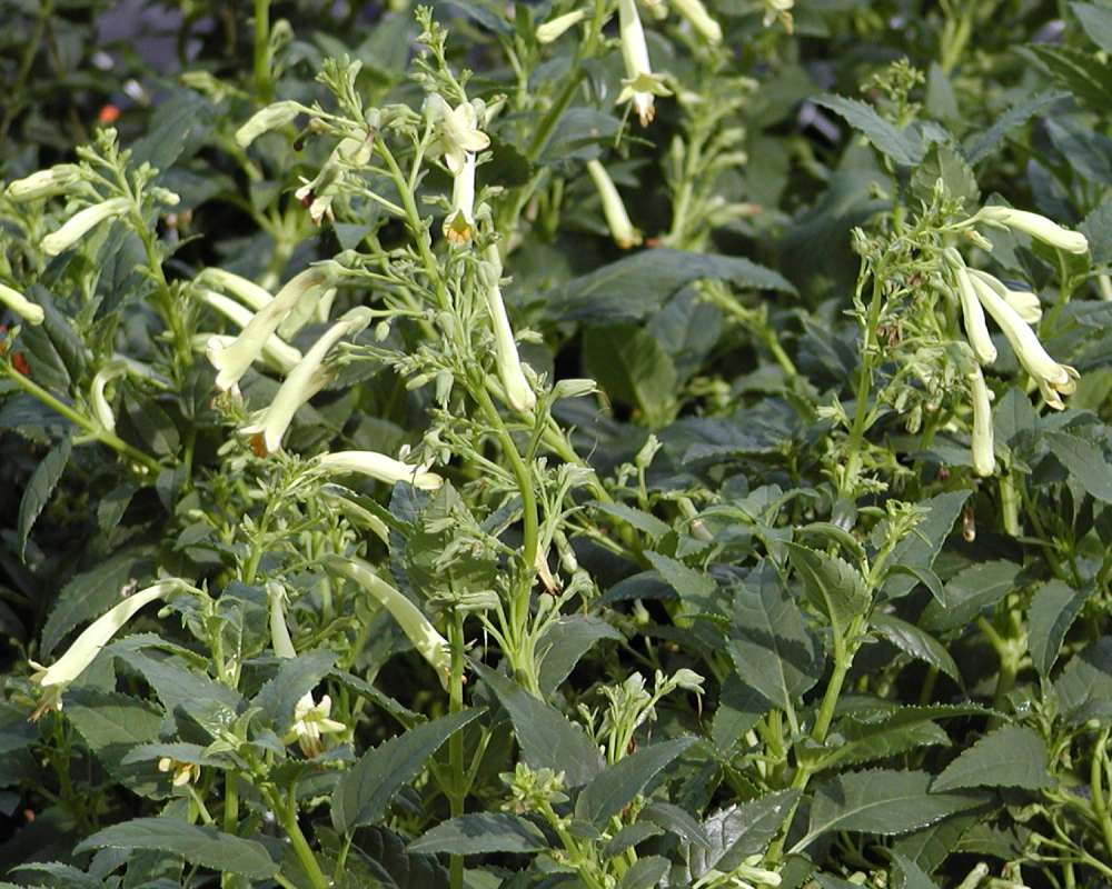 Top Of Plant<br>(Location of Picture: Garden, Ephrata, Washington, USA)