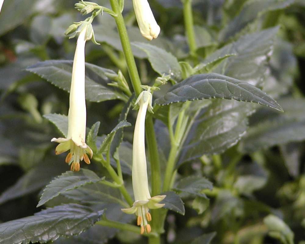 Flowers and Leaves<br>(Location of Picture: Garden, Ephrata, Washington, USA)