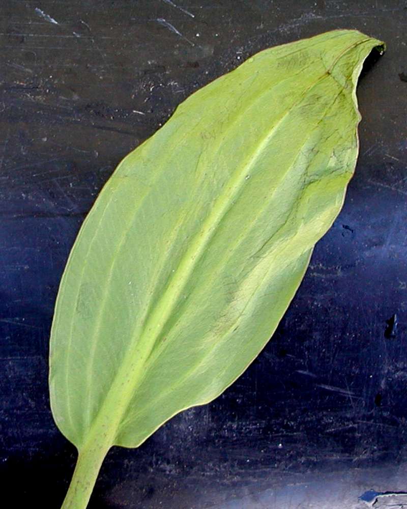 Leaf<br>(Location of Picture: Conconully, Washington, USA, 2005)