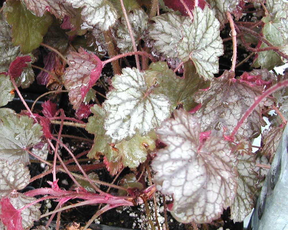 Leaves<br>(Location of Picture: Garden, Okanogan, Washington, USA)