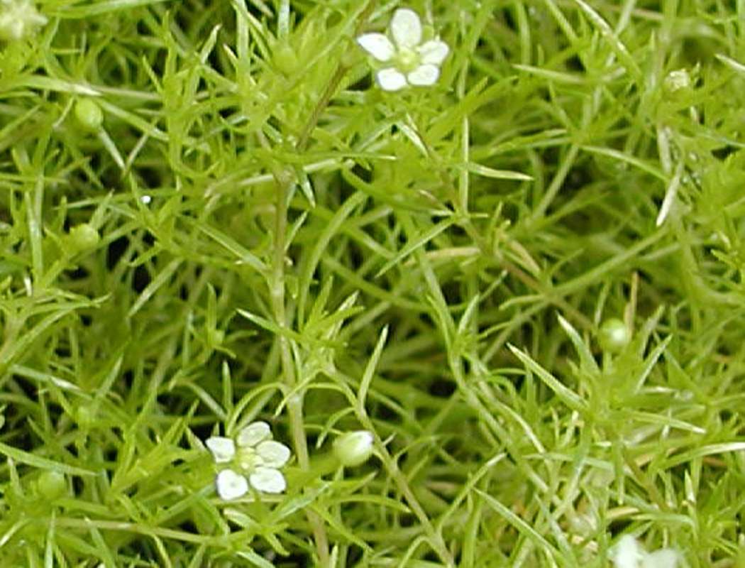 Ground Cover<br>(Location of Picture: Garden, Ephrata, Washington, USA)