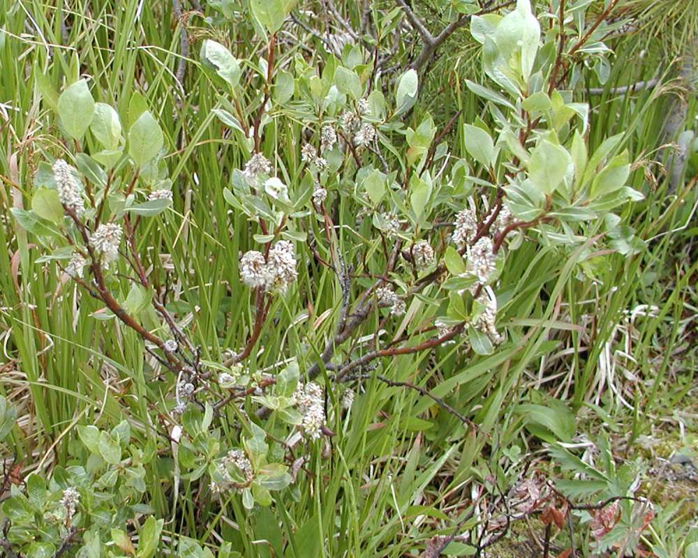 Habitat<br>(Location of Picture: Toats Coulee, Washington USA, 2005)