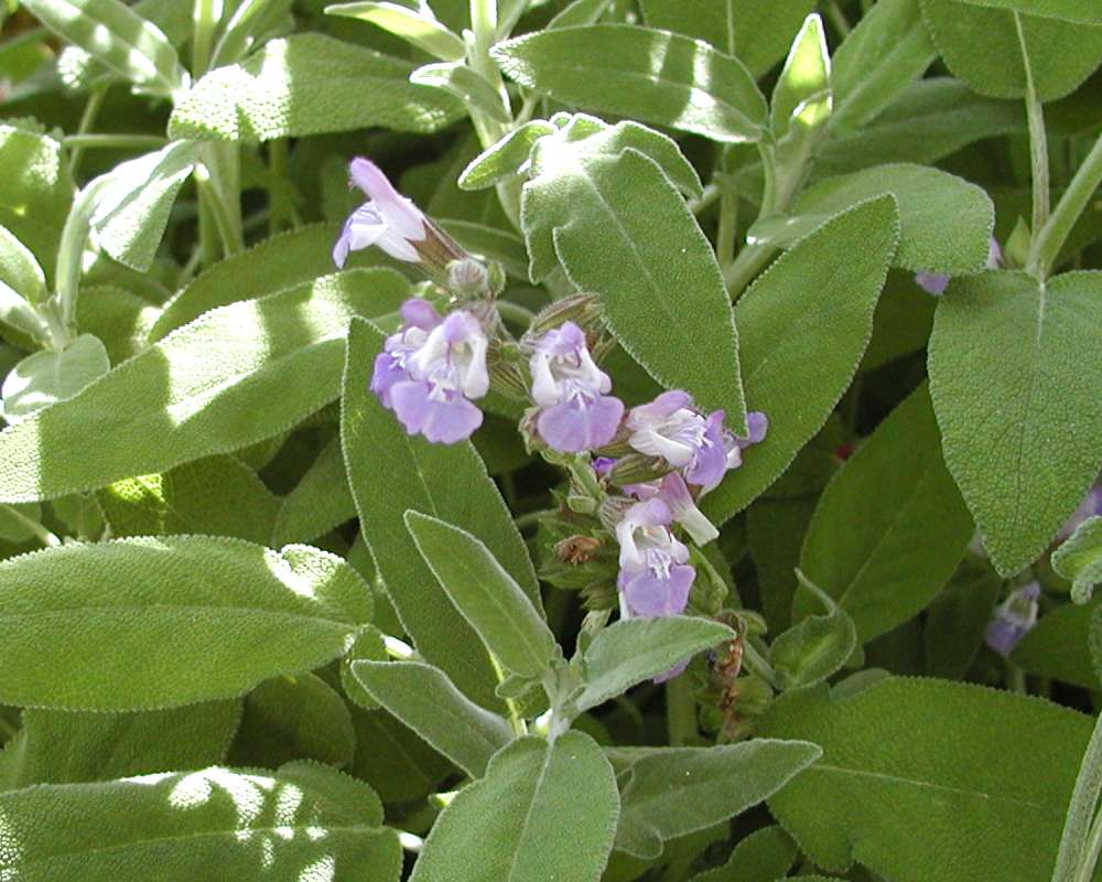 Top Of Plant<br>(Location of Picture: Garden, Okanogan, Washington, USA)