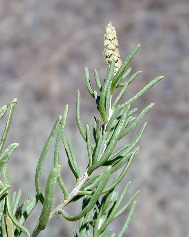 Top Of Plant in  Bloom<br>(Location of Picture: Yakima, Washington, USA, 2005)