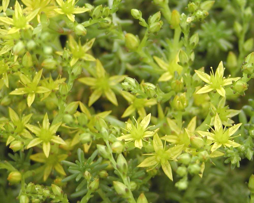 Top Of Plants in  Blom<br>(Location of Picture: Ephrata, Washington, USA, 2005)