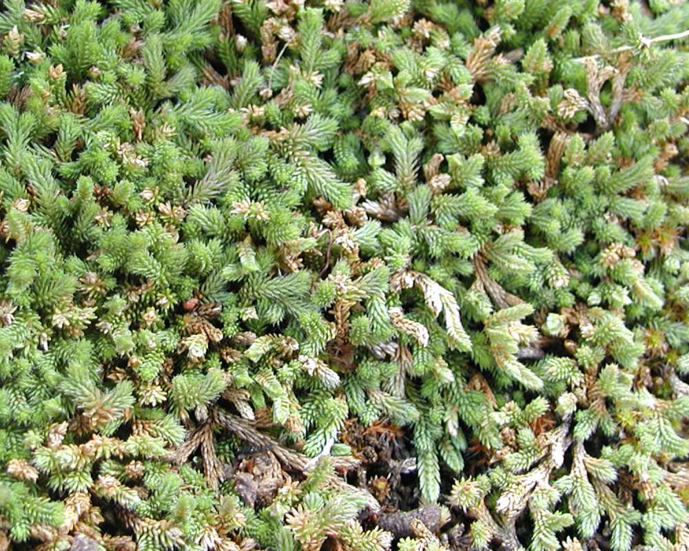 Habitat<br>(Location of Picture: Toats Coulee, Washington, USA, 2005)
