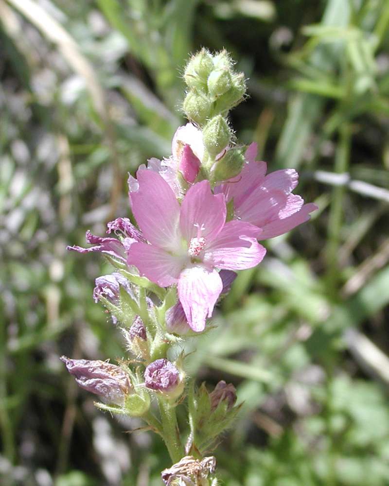 Top Of Plant in  Bloom<br>(Location of Picture: Yakami, Washington, USA, 2005)