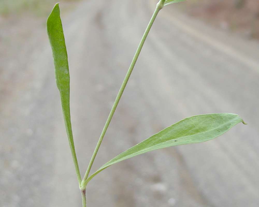 Paired Leaves<br>(Location of Picture: Okanogan, Washington, USA, 2005)