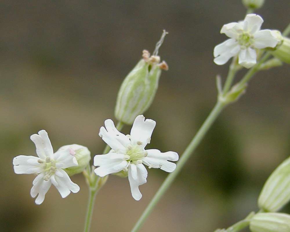 Flowers - Front View<br>(Location of Picture: Okanogan, Washington, USA, 2005)